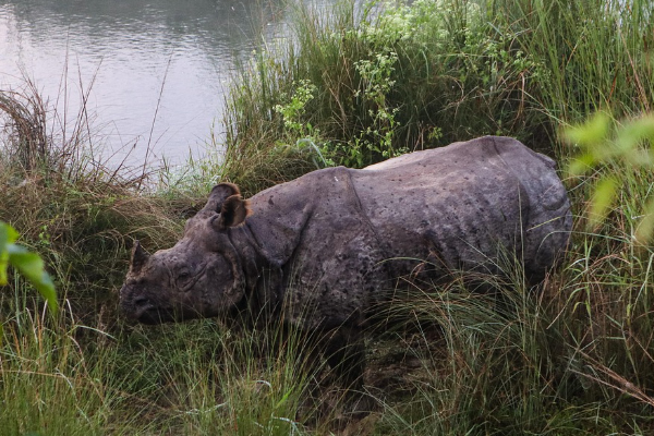 Nepal Tour Package With Chitwan From Mumbai